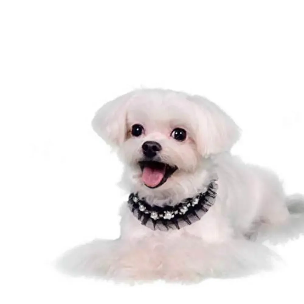 Puppy Lila deco collar